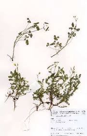 Image result for Erucastrum arabicum