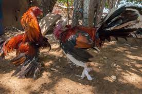 Check spelling or type a new query. Cockfighting Spectacle Britannica