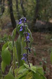 Image result for Coleus barbatus