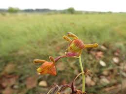 Image result for Eulophia coeloglossa