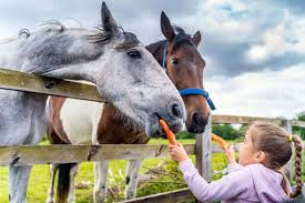 Disegno stilizzato bambina con cavallo : Cosa Regalare Ad Un Appassionato Di Cavalli 14 Idee Regalo