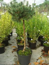 La pépinière leaderplant vous propose des arbustes. Les Arbres De Petit Developpement
