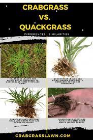 Crabgrass Vs Quackgrass Identification Differences With Pictures Cg Lawn Crab Grass Grass Weeds Perennial Grasses
