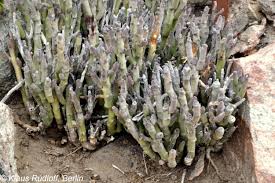 Image result for Kleinia longiflora