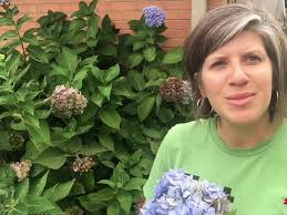 How to Dry Hydrangea Blooms