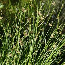 Image result for Isolepis setacea