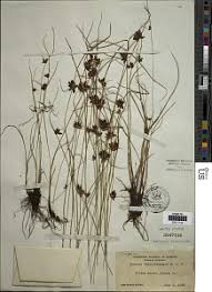 Image result for Pycreus niger