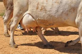 Vaca de vanzare bihor in categoria animale domestice si pasari. Miss VacuÅ£a Si Ziua Graului La Sanmihaiu De Campie