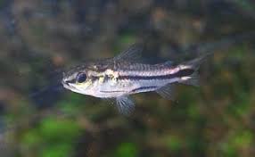 Betta Tank Mates The 10 Best Companions For Your Betta Fish Betta Fish Tank Mates Betta Fish Betta Tank Mates