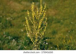 Image result for Juncaginaceae