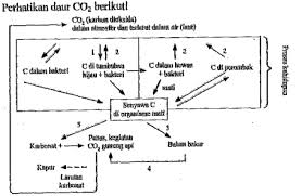Maybe you would like to learn more about one of these? Proses Fotosintesis Dan Respirasi Secara Berurutan