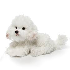 Lifelike Bichon Frise Stuffed Animal Nat Jules Bichon Frise Dogs Bichon Frise Plush Dog