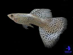 Engine By Igetweb Com Guppy Fish Aquarium Fish Tropical Fish Tanks