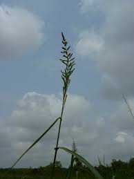 Image result for Echinochloa pyramidalis