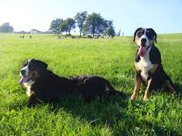 Appenzeller sennenhund und entlebucher sennenhund sehen zwar ähnlich. Ist Ein Mischling Gesunder Alle Sennenhunde