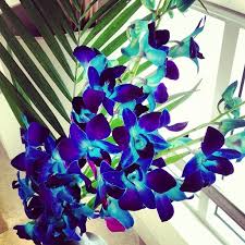 Check out this collection of the 30 prettiest tropical flowers to find inspiration for your next indoor or outdoor gardening project. Sydney Flowers Sydney
