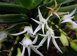 Image result for Schizochilus lepidus