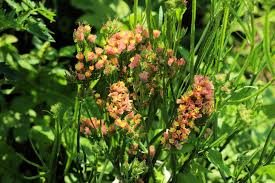 Image result for Limonium sinuatum