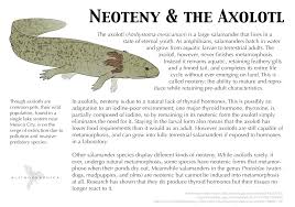 The axolotl challenges the young man to see the simplicity behind the mysterious guise of the small amphibian. Science Art And Science Art In One Of My Spanish Classes We Read A Short Story