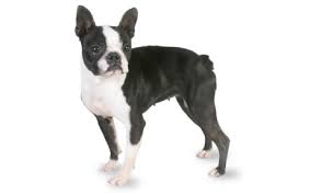 She is available for deposit along with 3. Boston Terrier Dog Breed Information Pictures Characteristics Facts Dogtime
