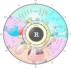 Eye Reflexology Chart 10 Pcs Free Downlaod Iriscope