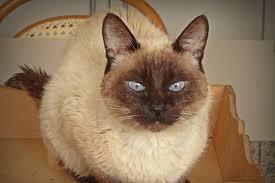 Norton, ambrosio, leo, lexus, aristotle Siamese Cat Facts