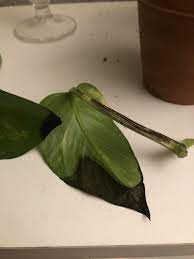 Leaves turning black at tips. Propagation Forum Pothos Leaves Turning Black In Water Garden Org