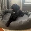 So, this black friday, give the attention to your pets that they deserve and make the most of this opportunity. 1