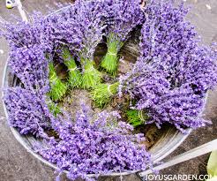 When plants are young, within the first 1 to 3 years, lavender plants will probably need to be watered once per day unless it rains. How To Plant Lavender In Pots Joy Us Garden