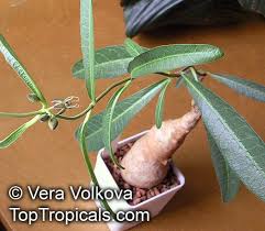 Image result for Raphionacme lanceolata