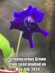 Image result for Streptocarpus erubescens