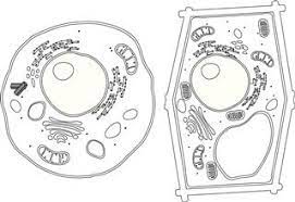 Check spelling or type a new query. A Brief Comparison Of Plant Cell Vs Animal Cell Biology Wise