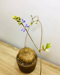 Image result for Neorautanenia mitis