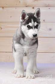 Log in to see 0 comments. Siberian Husky Black And White Purebred Puppy Standing Wooden Ba Photograph By Tatiana Serebryakova