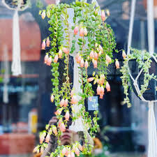 Image result for Kalanchoe uniflora