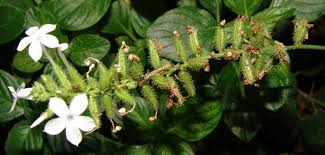 Image result for Plumbago zeylanica