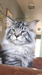 Explore 206 listings for maine coon kittens for sale uk at best prices. Pin On Maine Coon