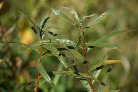 Image result for Salix