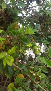 Image result for Volkameria glabra