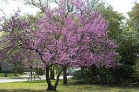 Mexican redbud is a small tree with purple flower clusters and green leaves. Dirt Doctor Library Topics