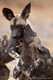 Wild Dogs Rule By Wild Dogger On Flickr 2 African Wild Puppies Playing Wild Kwando River Northern Botswana Animals Wild Wild Dogs African Wild Dog