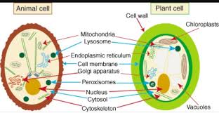 The cell membrane is semipermeable, allowing some substances to pass into the cell and blocking others. Draw A Labelled Diagram To Show The General Structure Of A Cell Plant And Animal Brainly In