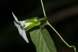 Image result for Ipomoea sinensis