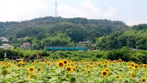 Himawari merupakan salah satu ciri khas musim panas di jepang. Spot Terindah Untuk Menikmati Bunga Matahari Japanect Inc