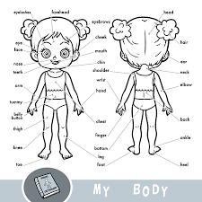 Human body parts pictures with names body parts vocabulary leg head face most sensitive parts of a woman's body to touch. Human Body Parts Stock Photos And Images 123rf
