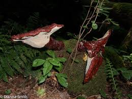 Image result for Ganoderma tsugae