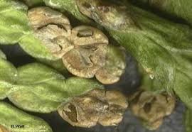 Image result for didymascella thujina