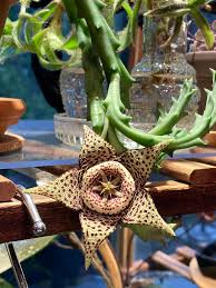 Image result for Ceropegia papillata