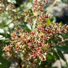 Image result for Lawsonia inermis