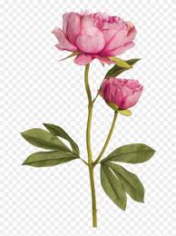Free for commercial use no attribution required high quality images. Download Two Pink Peonies Transparent Png Peonias Png Clipart 678334 Pikpng